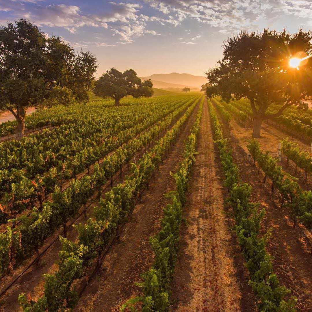 Vineyard